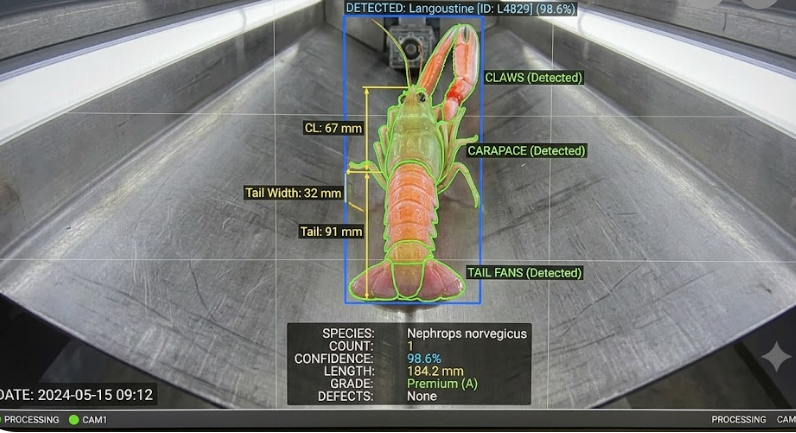 On-screen detection of a langoustine (Nephrops norvegicus) outlined in blue with measurement labels (184.2 mm length, tail 91 mm, tail width 32 mm).